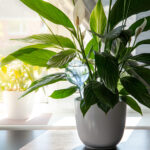 House plant