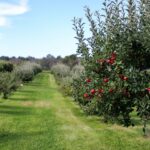 Fall apple orchard