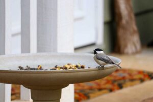 A bird sitting on a bird feeder