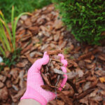 Putting mulch in a garden