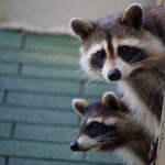 Home noises to avoid