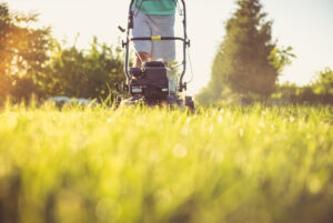 pollinator-friendly yard