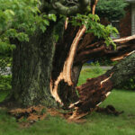 Storm damage from tree