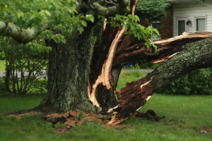 Storm damage from tree