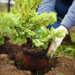 Planting shrubs