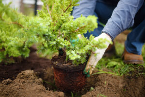 Planting shrubs