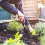Gardening tips for fruit and vegetable gardens