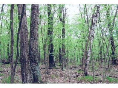 Lot 3 Daniels 70 Siren WI 54872 5657490 image1