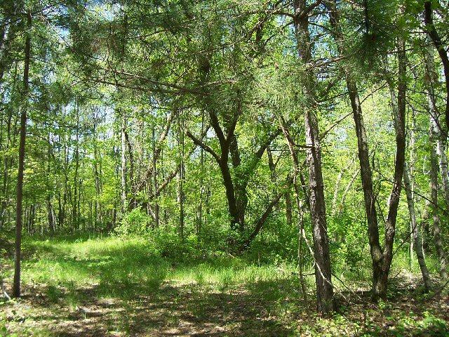 Lot 8 Daniels 70 Siren WI 54872 5657617 image1
