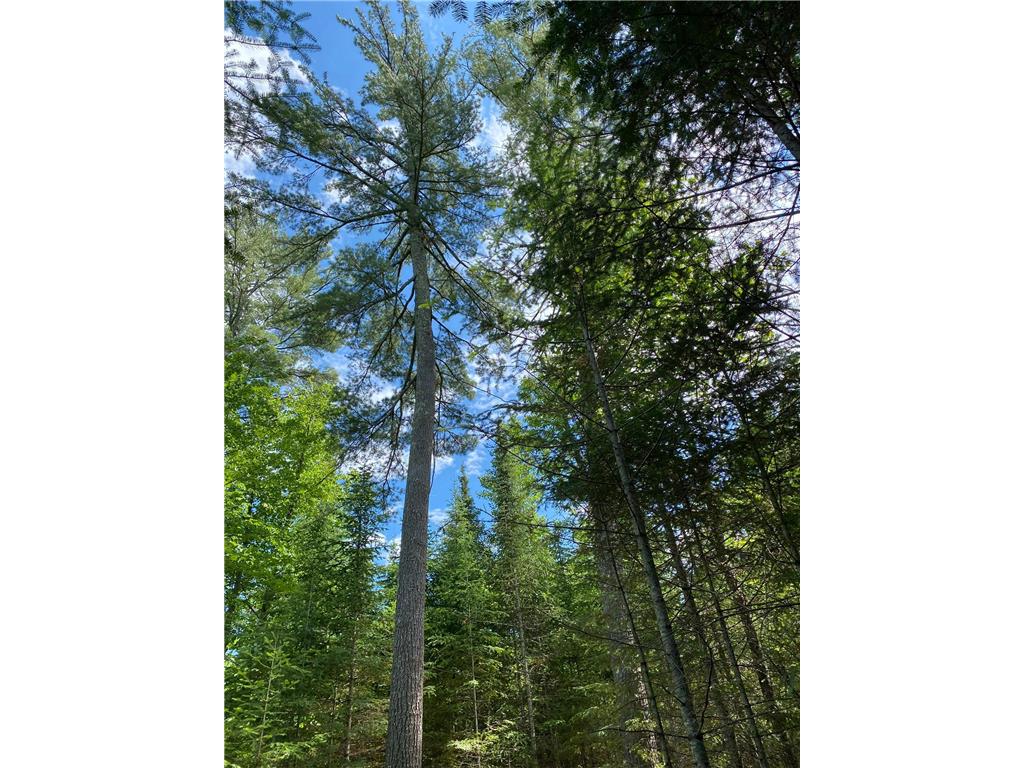 TBD Parcel D County 5 Hackensack MN 56452 - Lost Lake  6226435 image4