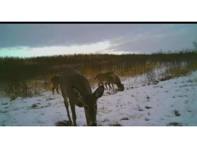 XXX Elmore Avenue Lonsdale MN 55046 5684246 image10