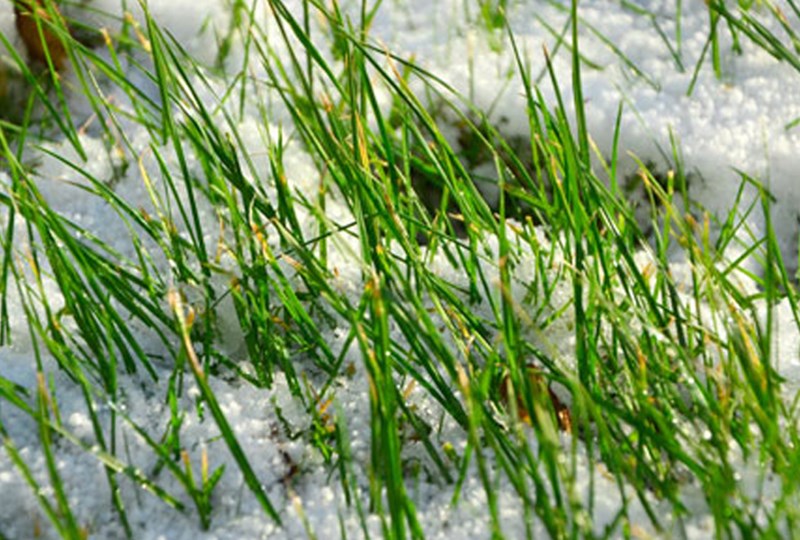 Spring lawn care tips polar vortex