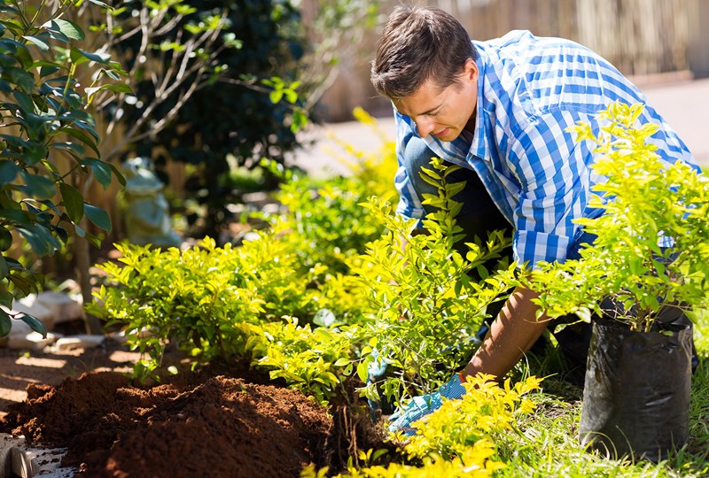 man planting a shrub