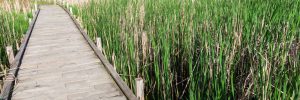 Wetland bridge in Woodbury, Minnesota